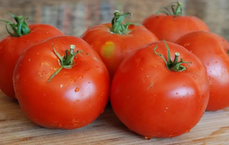 Парниковый скороспелый f1 томат