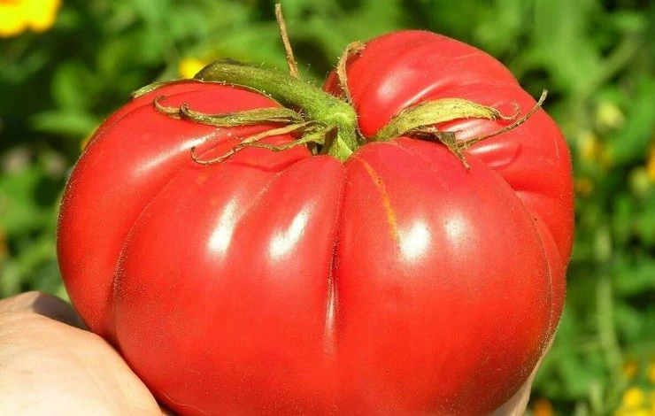 Сорт Суперстар