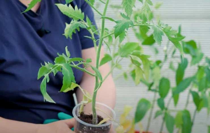 Переросшая рассада