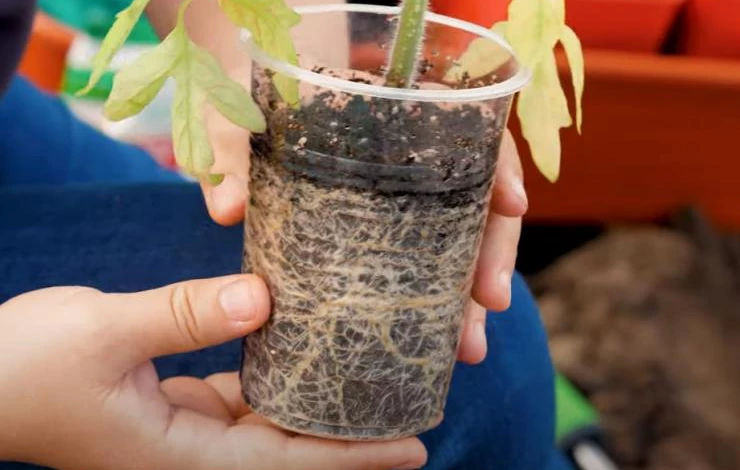 Корни растения