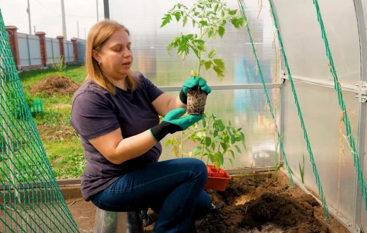 Готовим переросший томат к посадке