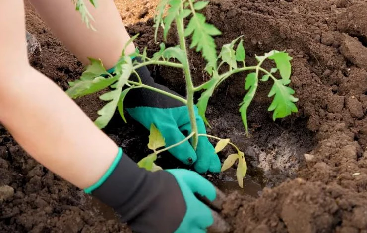 Посадка переросшего томата в грунт