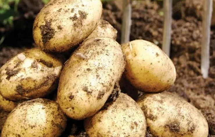 Сорт Винета