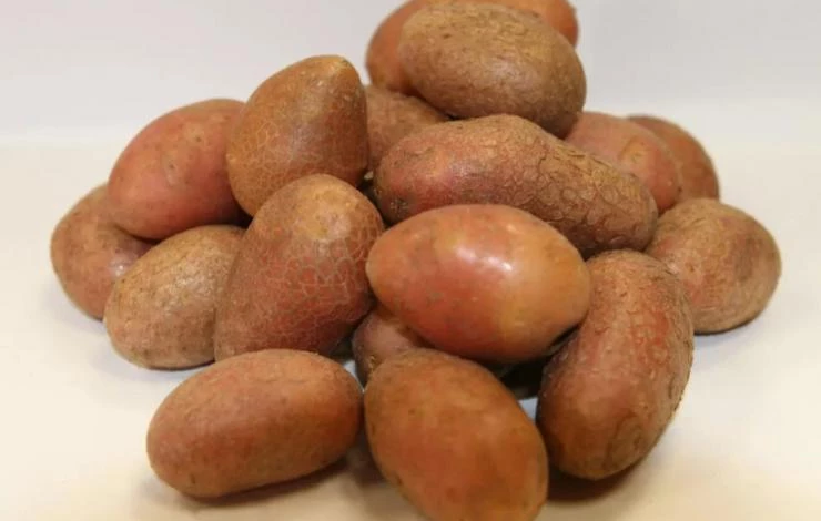 Сорт Кисловодский