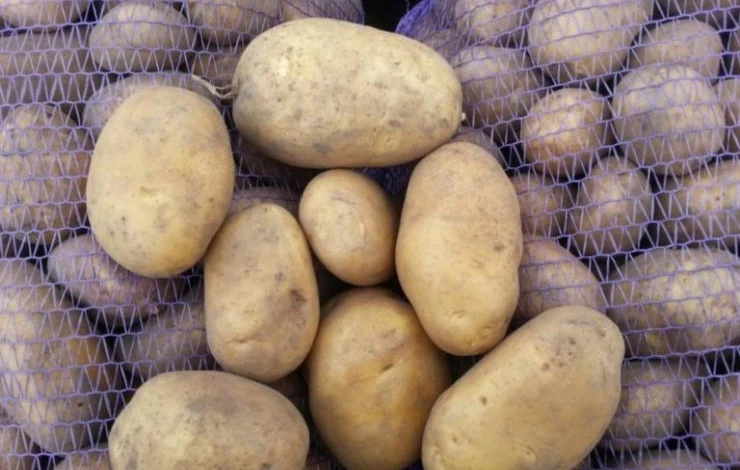 Сорт Коломба