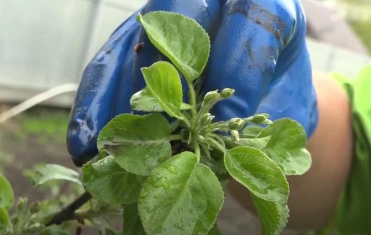 Яблоня цвете