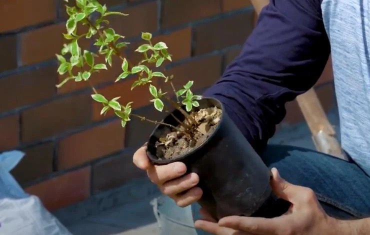 Как сажать чубушник