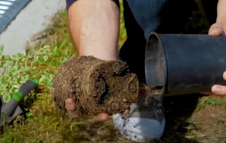 Чубушник на даче