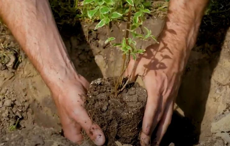 Посадка в грунт