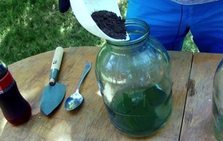 Определение кислотности с помощью листьев вишни