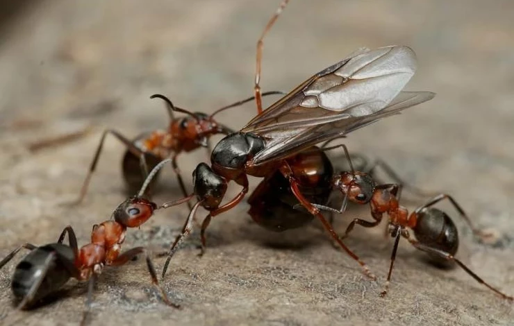 Рыжие муравьи