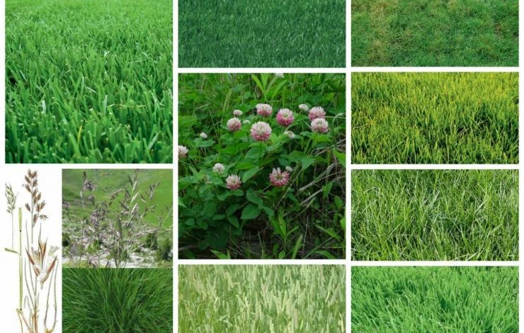 Виды газонной травы