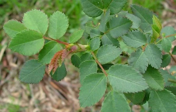 7 листков на канадской розе