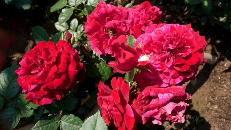 Роза Morden Amorette