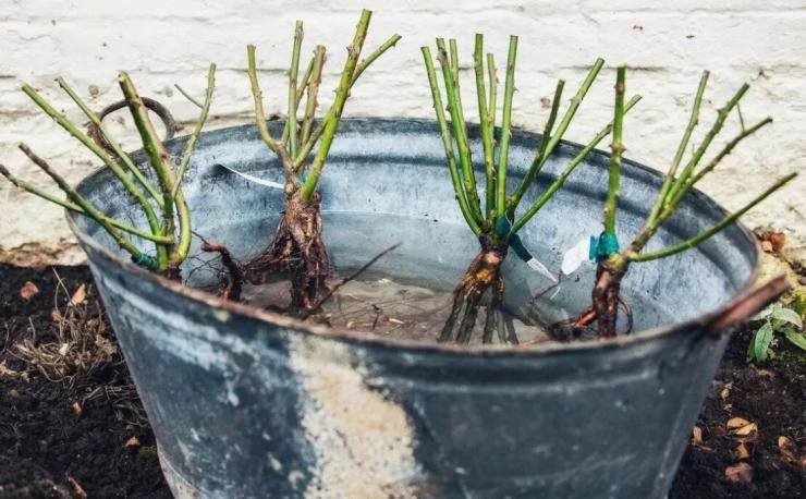 Подготовка корневой системы к посадке