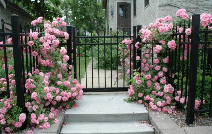 Роза John Davis в ландшафтном дизайне