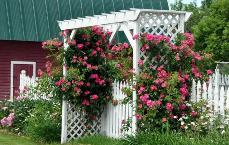 William Baffin – плетистая канадская роза