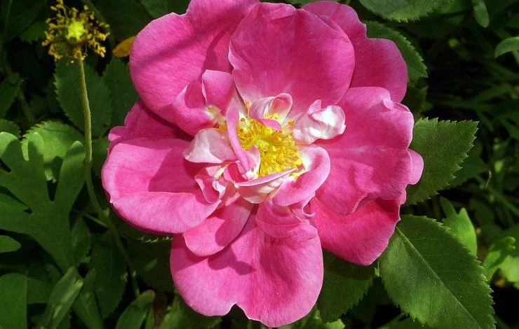 Полумахровая канадская роза