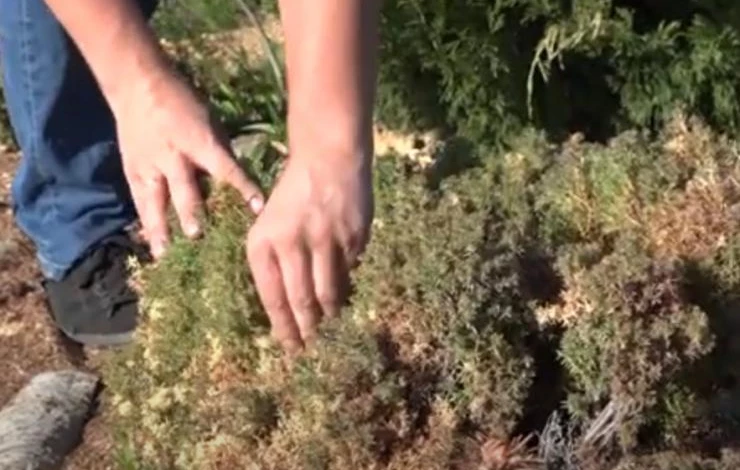 Хвойные растения после зимы