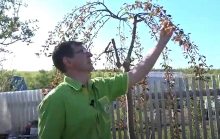 Яблоня на штамбе прекрасно перезимовала