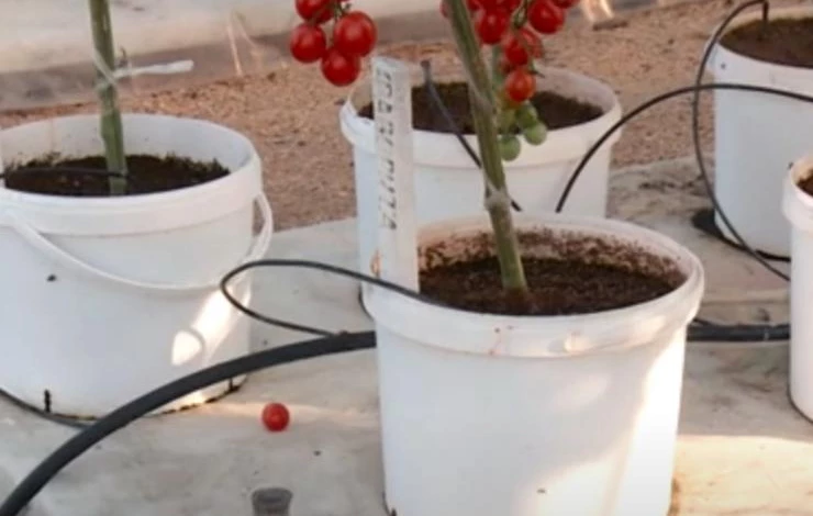 Малообъемная технология выращивания томатов