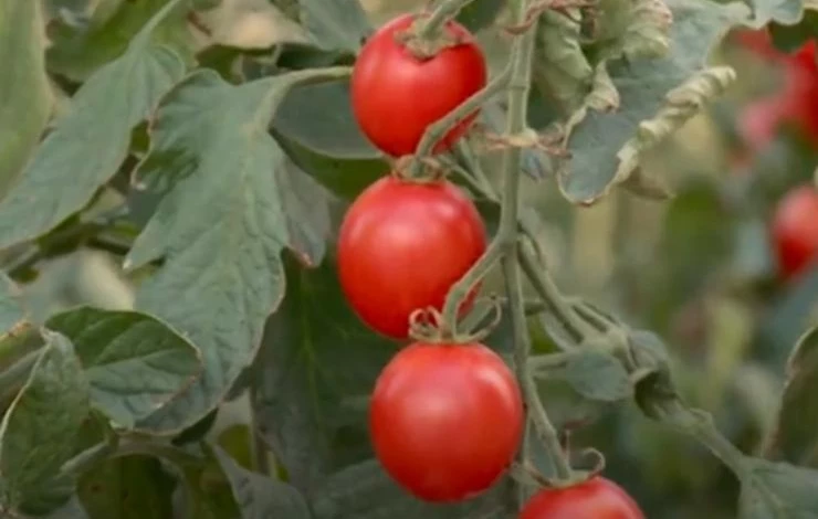 Сорт Фаворит дает обильный урожай