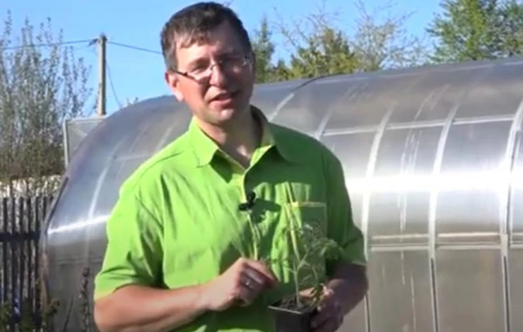 Рассада сорта Фаворит