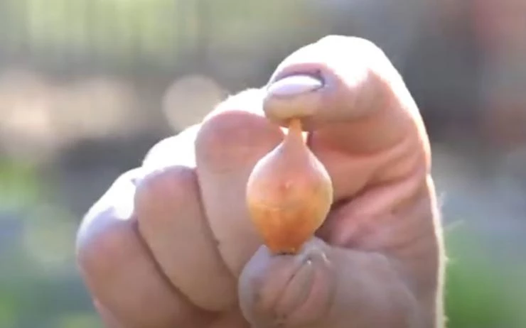 Лук Золотистый Семко