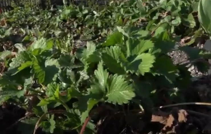 Кусты земляники на высоких грядках