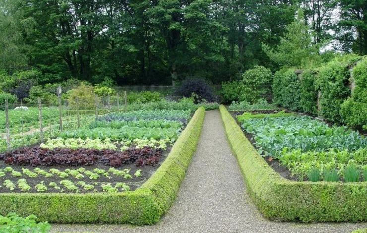 Сад и огород на одном участке