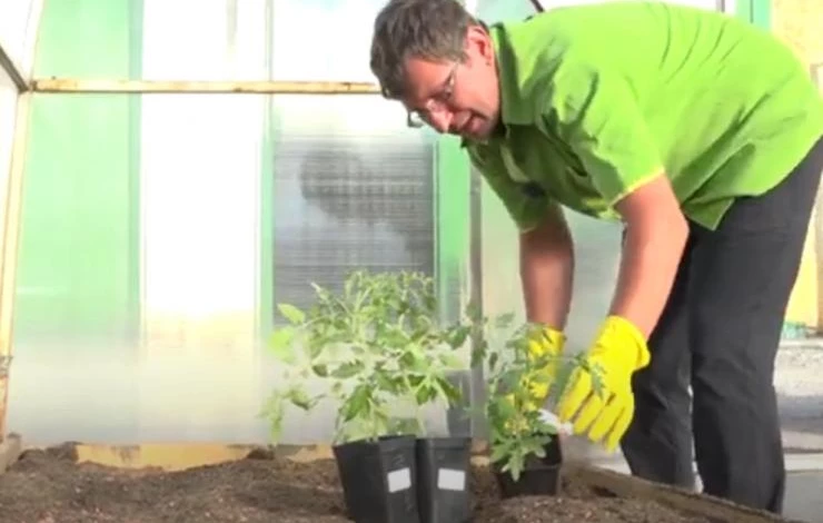 Высаживаем томаты в грунт