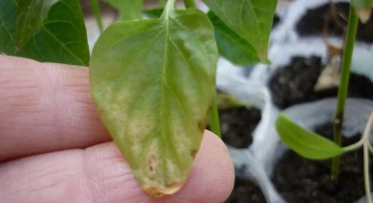 Пораженные листья рассады баклажанов