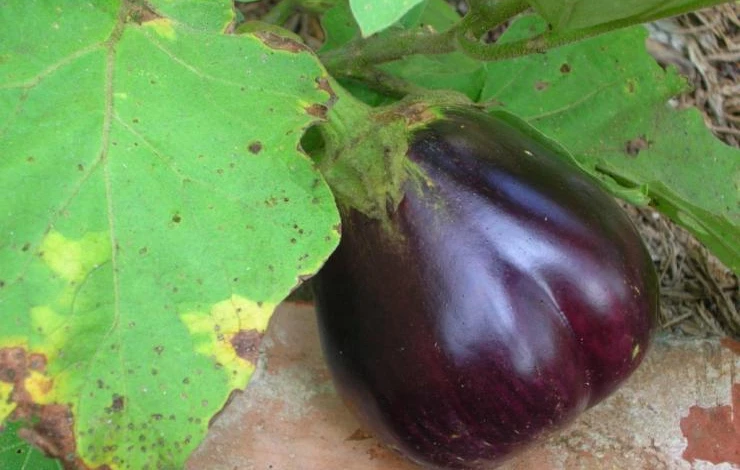 Фитофтороз баклажанов