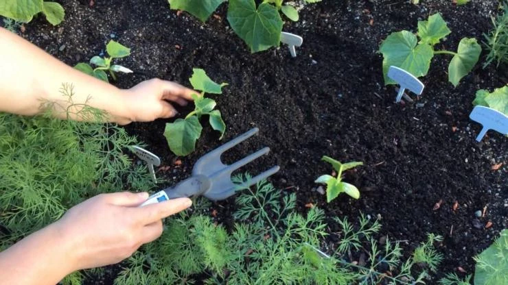 Прополка и рыхление огурцов