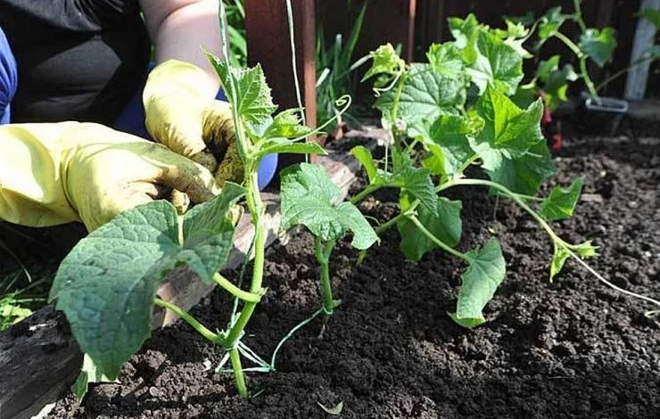 Уход за огурцами после высадки в грунт