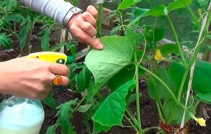 Меры борьбы с мучнистой росой