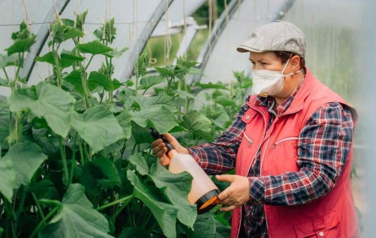 Опрыскивание огурцов фунгицидами