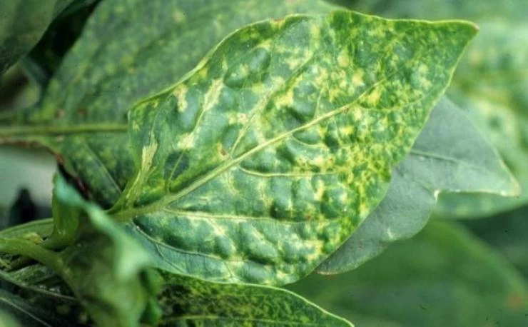 Вирус мозаики на листьях перца