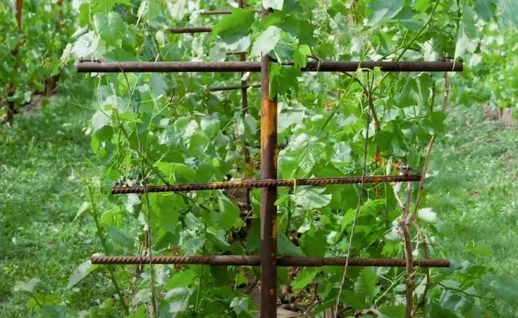 какие бывают шпалеры для винограда