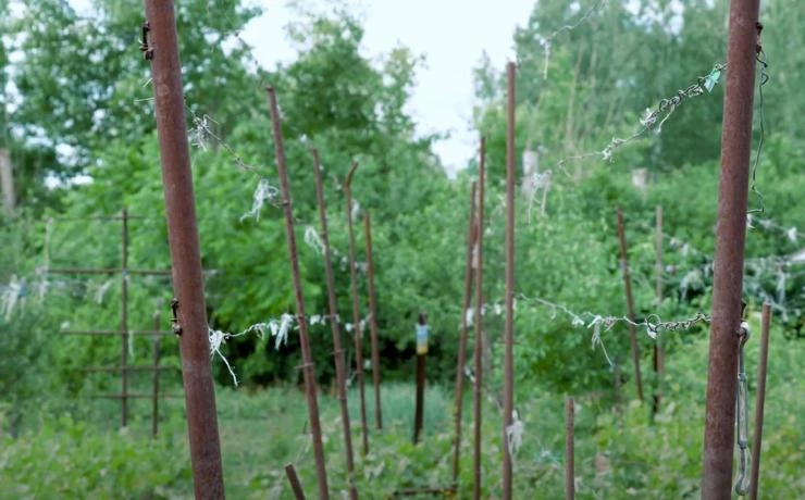 шпалера для винограда на даче