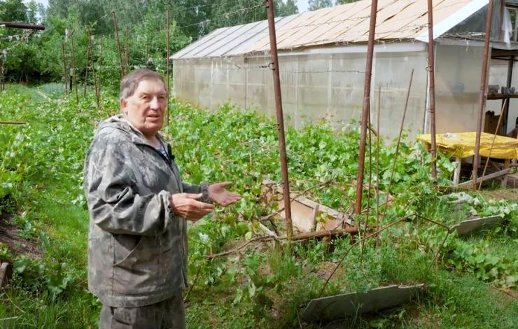 V-образная шпалера для винограда