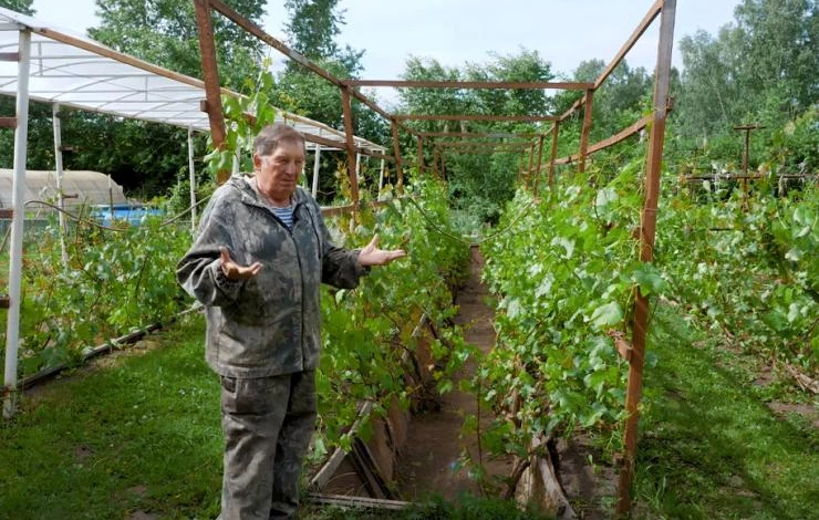 конструкция шпалеры