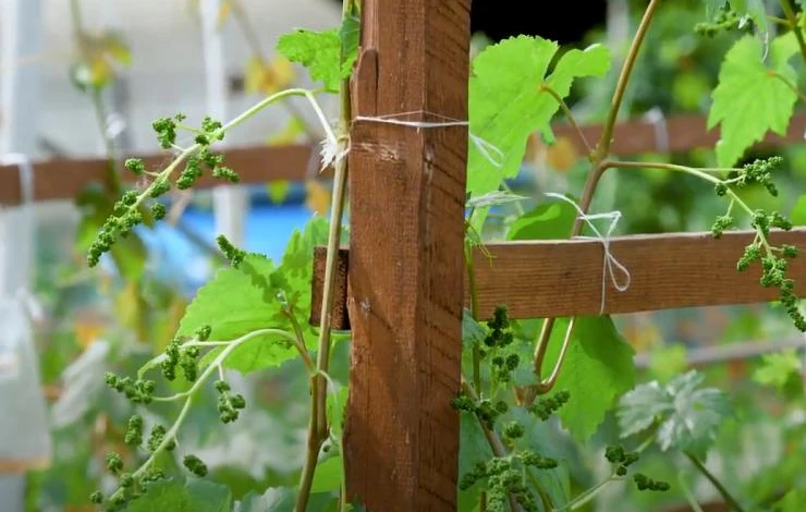 Лоза на деревянной опоре