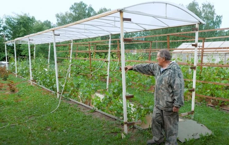 Шпалера-навес для винограда