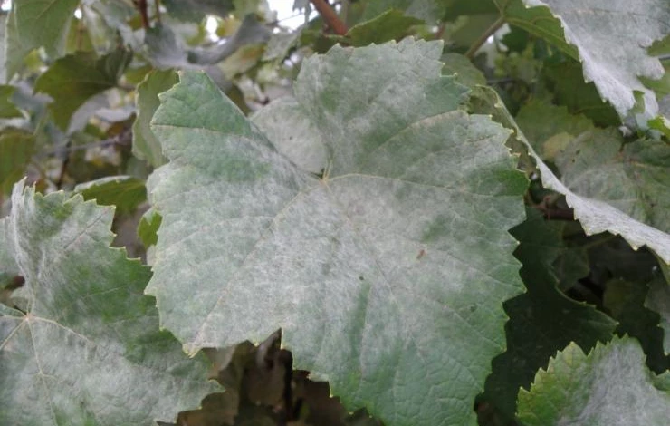 Мучнистая роса на листьях винограда