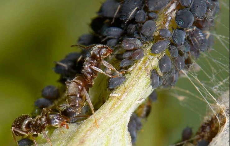 как бороться с вредителями растений