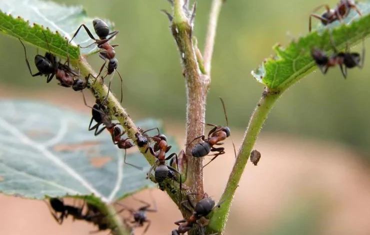 Насекомые-вредители на садовом участке