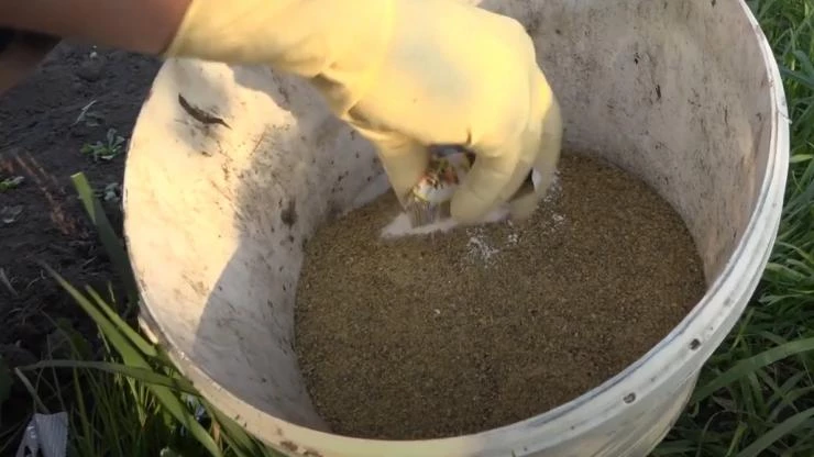 Внесение Био-разряда в горчичный жмых