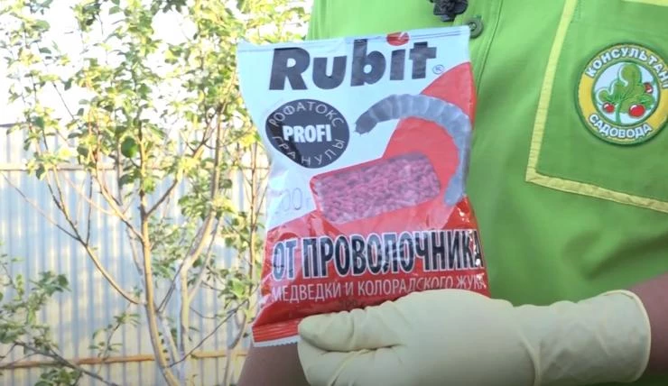 Как избавиться от проволочника в огороде