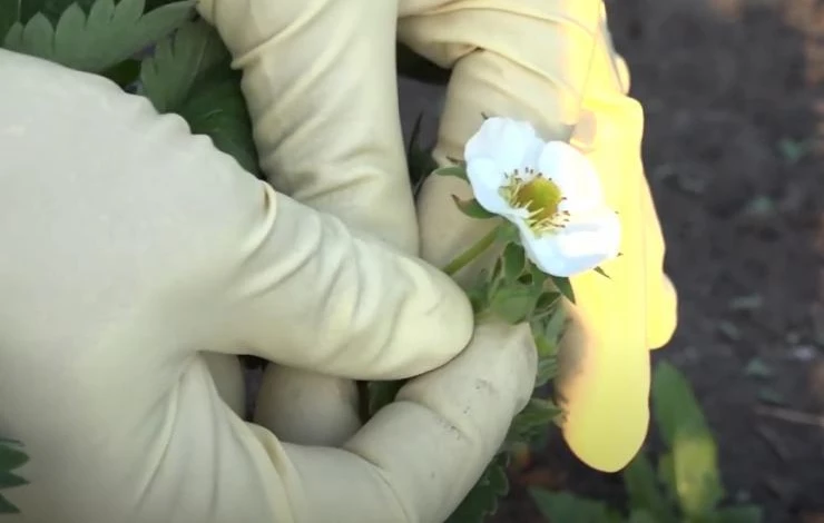 Средство от долгоносика во время цветения клубники